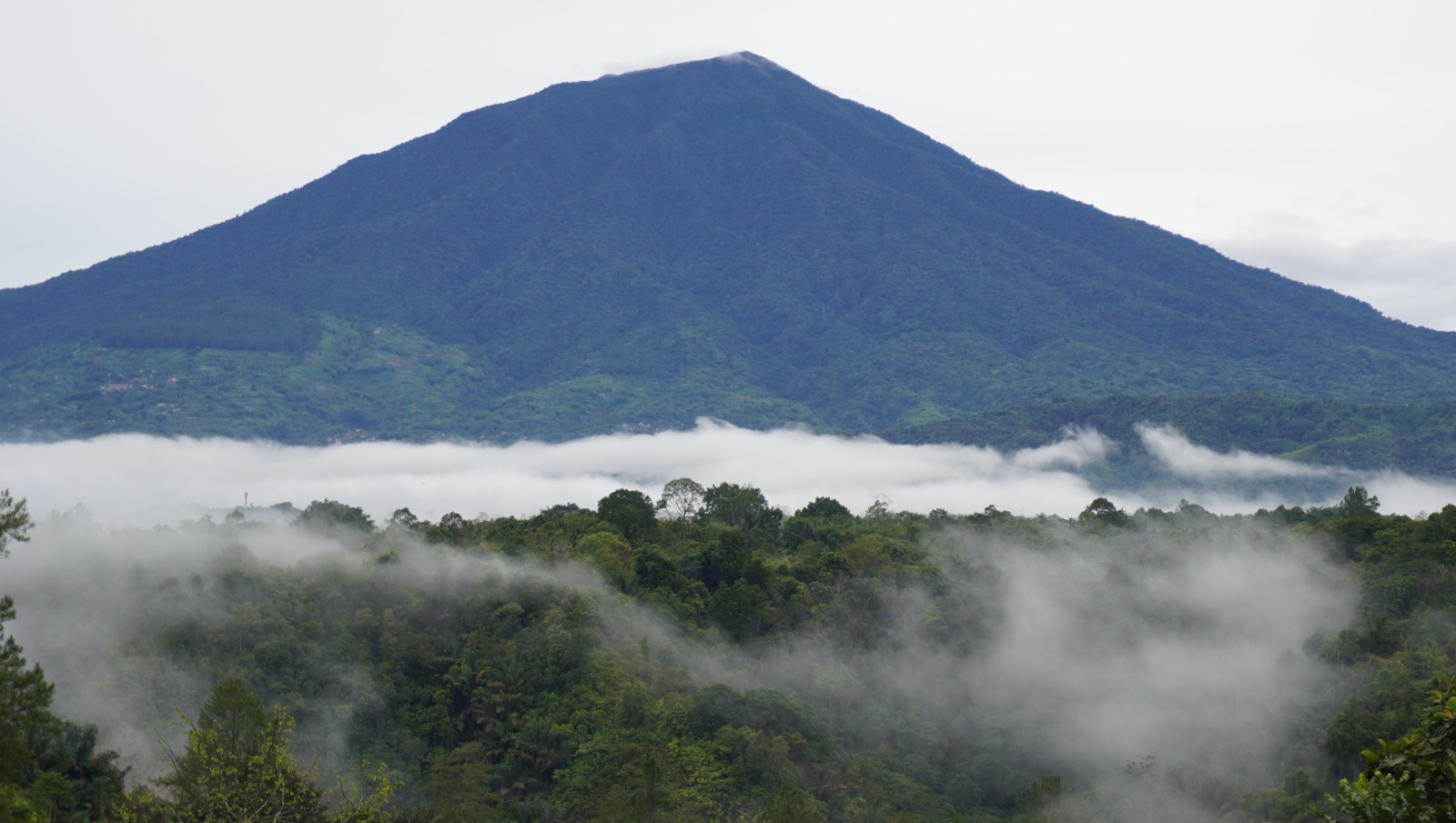 Studi Global: Hutan Dunia Kehilangan Keragaman, ‘Spesies Alien’ Tumbuh Mendominasi