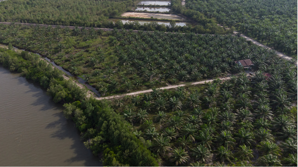 Darurat Kerusakan Pesisir Timur Sumatera, Deforestasi Harus Dihentikan
